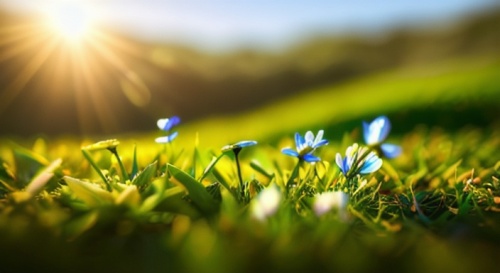 grass blossom,spring sun,aaa,blooming grass,spring background,siberian squill,mountain bluets,spring morning,spring nature,gentiana,blue eyed grass,spring leaf background,flower background,lily of the field,earth in focus,meadows of dew,springtime background,spring equinox,spring meadow,erdsonne flower