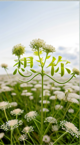 heracleum (plant),water dropwort,mayweed,flower umbel,panicle,umbelliferae,galium,wild carrot,apiaceae,sweet cicely,arrowgrass,ribwort,meadow plant,cow parsley,flowers png,homeopathically,noxious weed