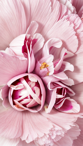 牡丹，粉色，花开富贵，16K，高清晰,pink carnation,pink carnations,pink chrysanthemum,pink peony,peony pink,peony,feather carnation,petals of perfection,carnation flower,pink petals,common peony,flowers png,pink lisia