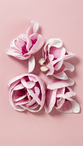 牡丹，粉色，花开富贵，16K，高清晰,paper flower background,flowers png,magnolia flower,magnolia flowers,pink magnolia,floral digital background,paper flowers,magnolia,magnolias,pink floral background,floral mockup,pa